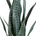 thumbnail image 4 of Northlight Real Touch™️ Artificial Two Tone Potted Snake Plant - 29", 4 of 9