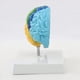 thumbnail image 3 of 2X Hemisferio Derecho del Cerebro Modelo de Cuerpo Humano Educación Modelo de Cerebro 1:1 para Estudiantes Enseñanza Estudio Modelo de Ensamblaje, 3 of 5