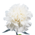 thumbnail image 4 of Globalrose Fresh Cut Flower 18 in White Carnations, 100 Count, 4 of 4