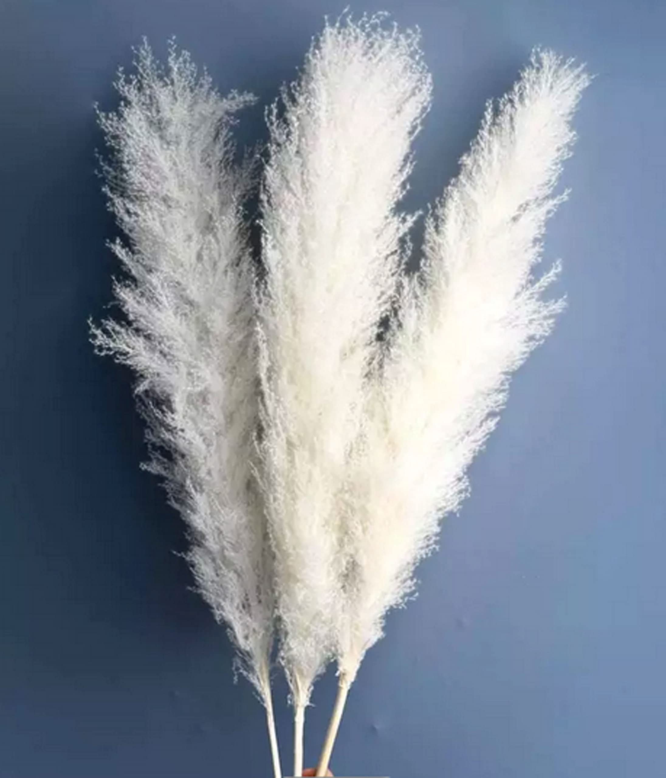 CalCastle Craft 3 Stems 48" Dried Natural Pampas Reed Dried Flowers Wedding Home Decor (Reed Pure-White Jumbo)