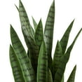 thumbnail image 6 of Nearly Natural 38" Artificial Sansevieria Plant, Green, 6 of 6