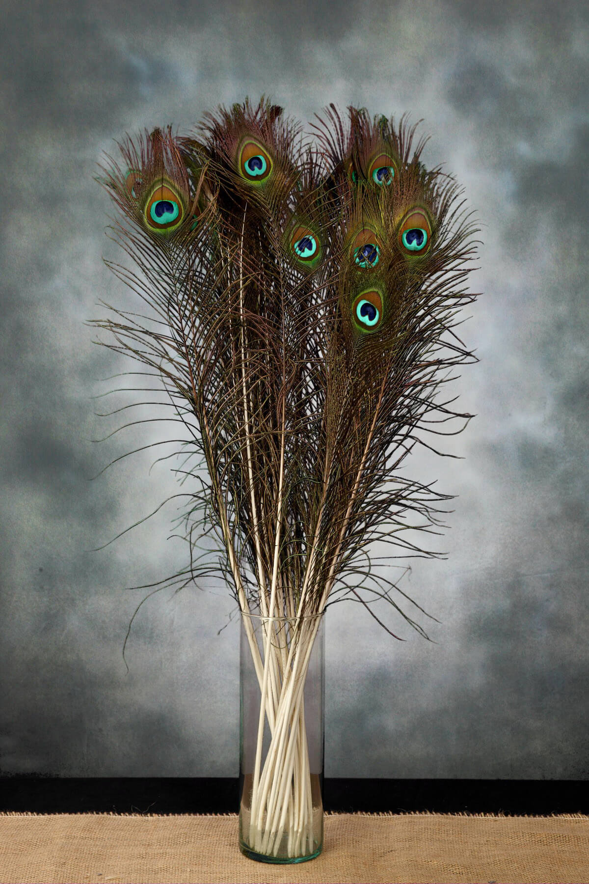 Peacock Feathers 3035 inches (Pack of 24)