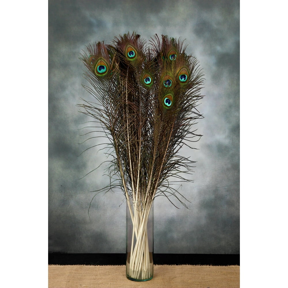 Peacock Feathers 3035 inches (Pack of 24)