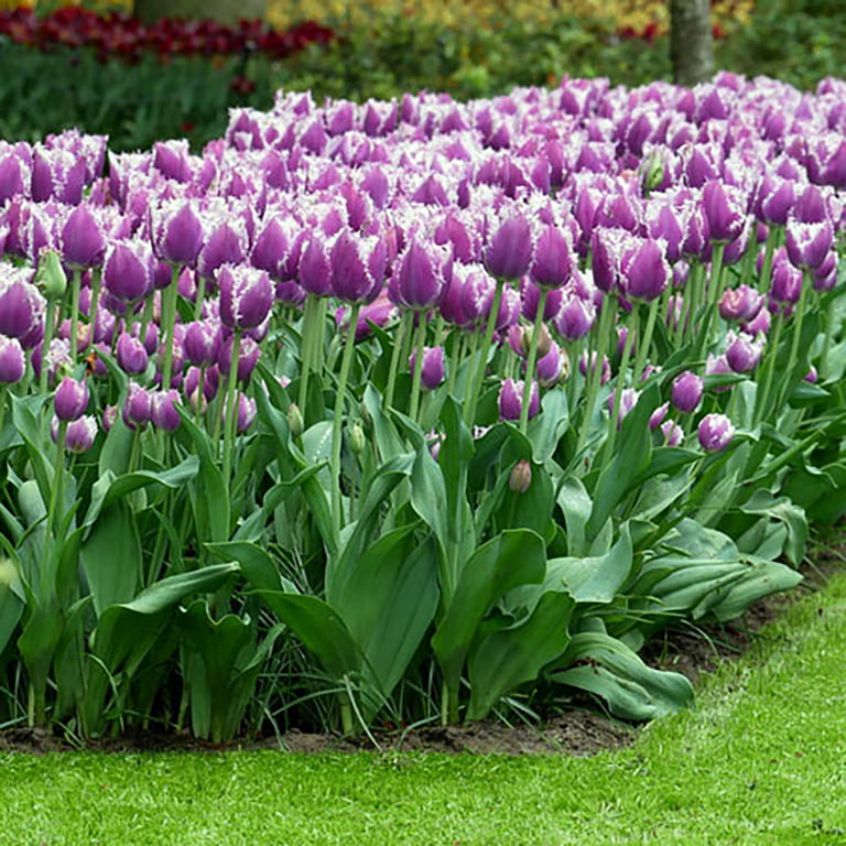 Cummins Fringed Tulips, Purple Tulips