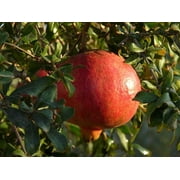 Pixies Gardens Kazake Hardy Pomegranate Tree Live Plant - 1 Gallon