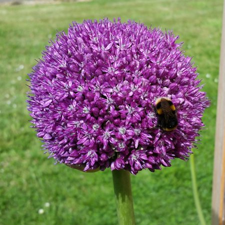 Planting Allium Bulbs (Peel-n-Stick Poster of Nature Allium Flower Globemaster Plant Bulb Poster 24x16 Adhesive Sticker Poster)