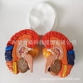 thumbnail image 2 of Modèle Anatomique Humain Naturel Grand Cerveau Pituitaire points de Couleur Fonction de Démonstration Cerveau Cervelet Cerveau, 2 of 5
