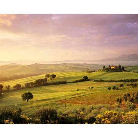 Trees in a field at sunrise Villa Belvedere Val dOrcia Siena Province Tuscany Italy Poster