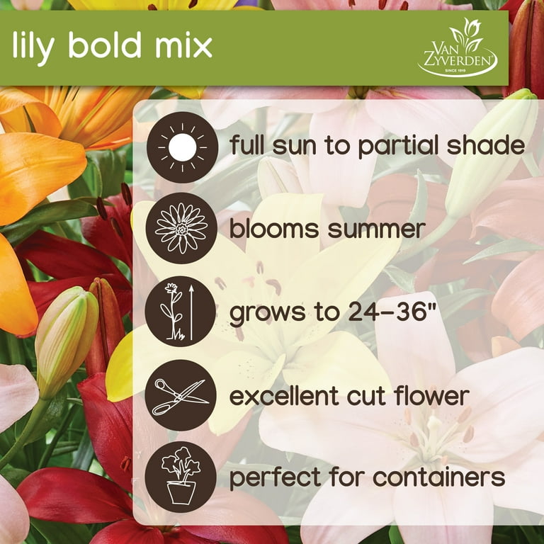 Van Zyverden Flowering Lily Bold Mix Dormant Bulb, Partial Van Zyverden Flowering Lily Bold Mix Dormant Bulb, Partial