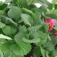 thumbnail image 2 of Expert Gardener 14" Red Strawberry Live Plants in 7" Decorative Pot Full Sun, 2 of 8