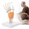 thumbnail image 2 of Modèle de Squelette de Main, Modèle de Squelette de Main Humaine avec Modèle de Joint de Main de Base, pour l'Éducation des Patients de Décor de Bureau de Médecins, 2 of 8