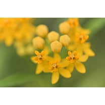 10 *Seeds SILKY GOLD MILKWEED Butterfly Weed Asclepias Curassavica Monarch Flower Seeds