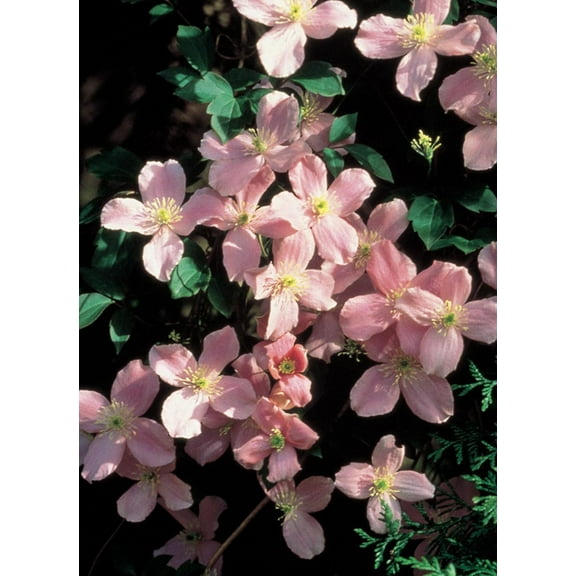 Montana Rubens Clematis Vine - Lt. Pink to Deep Rose- Fragrant - NEW! - 2.5" Pot