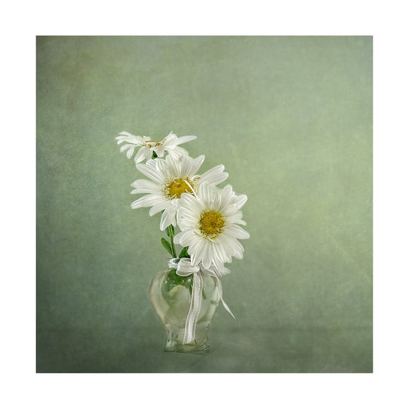 Canvas Wall Art - Katarina Holmstrom '3 White Daisies' Wall Art for Living Room, Bedroom, or Office Décor by Trademark Fine Art - 14 x 14 Inches
