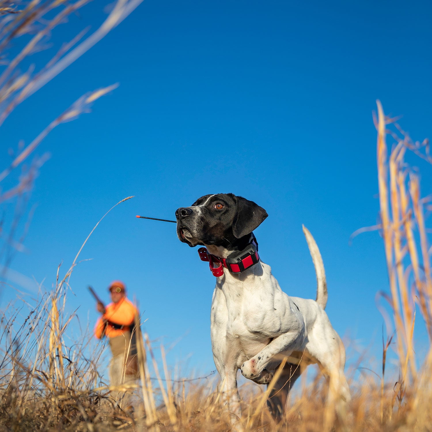 Garmin Alpha 300i (GPS Only) Dog Tracker Handheld with inReach Technology Bundle with Garmin Field Bag