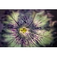 thumbnail image 2 of Frates, Dennis 18x13 Gold Ornate Wood Framed with Double Matting Museum Art Print Titled - Close up of petunia flower, 2 of 4