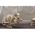 thumbnail image 7 of Rat Attack Giant Skeleton Rat Halloween Decoration, 20 Inches, 7 of 7