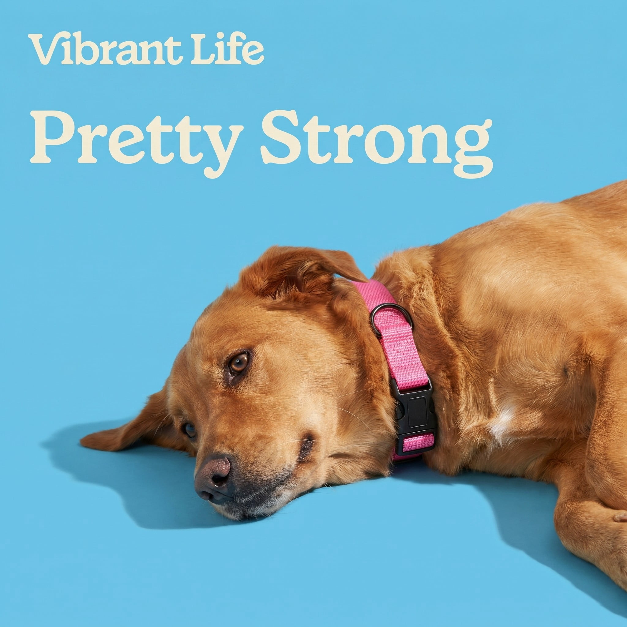 Vibrant Life Solid Polyester Adjustable Dog Collar, Pink, Large