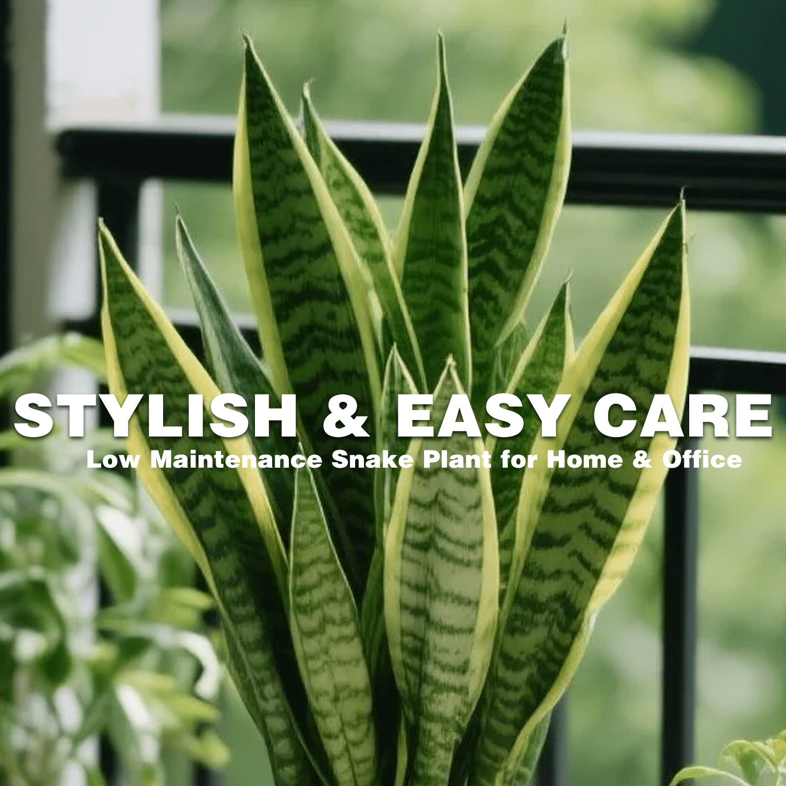Snake Plant Indoor Potted Plant 12 Inch, Sansevieria Mother in Law Tongue, Easy Care Low Light Air Purifying Plant for Home Office Desk Décor