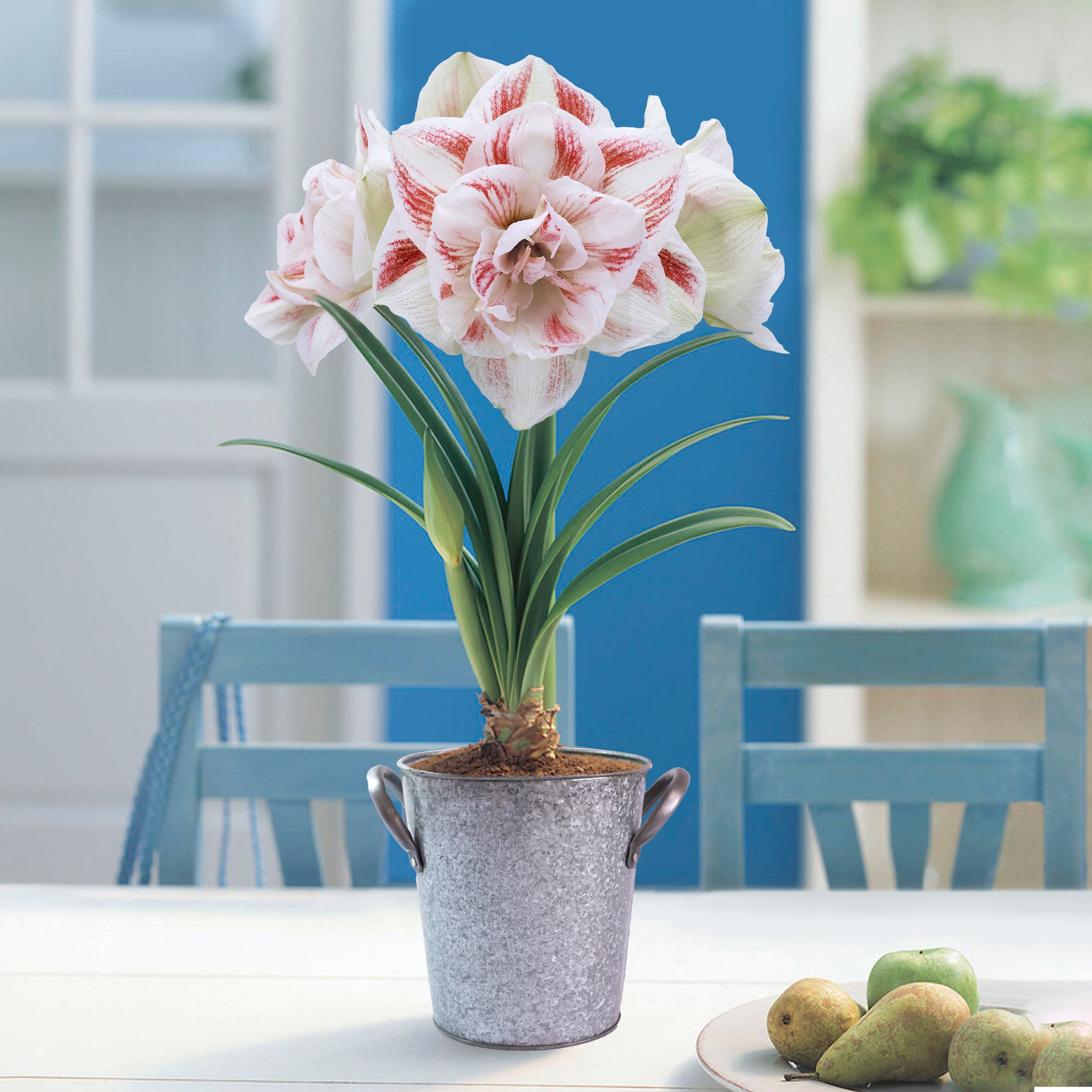 Garden State Bulb Galaxy Nymph Double Amaryllis Bulb Gift Kit, 26/28cm (Zinc Planter) Garden State Bulb Galaxy Nymph Double Amaryllis Bulb Gift Kit, 26/28cm (Zinc Planter)