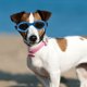 thumbnail image 4 of EXHUMKY Gafas Plegables Para Perros Y Pequeños Con Protección Uv Y Cómodo Para Exteriores, 4 of 6