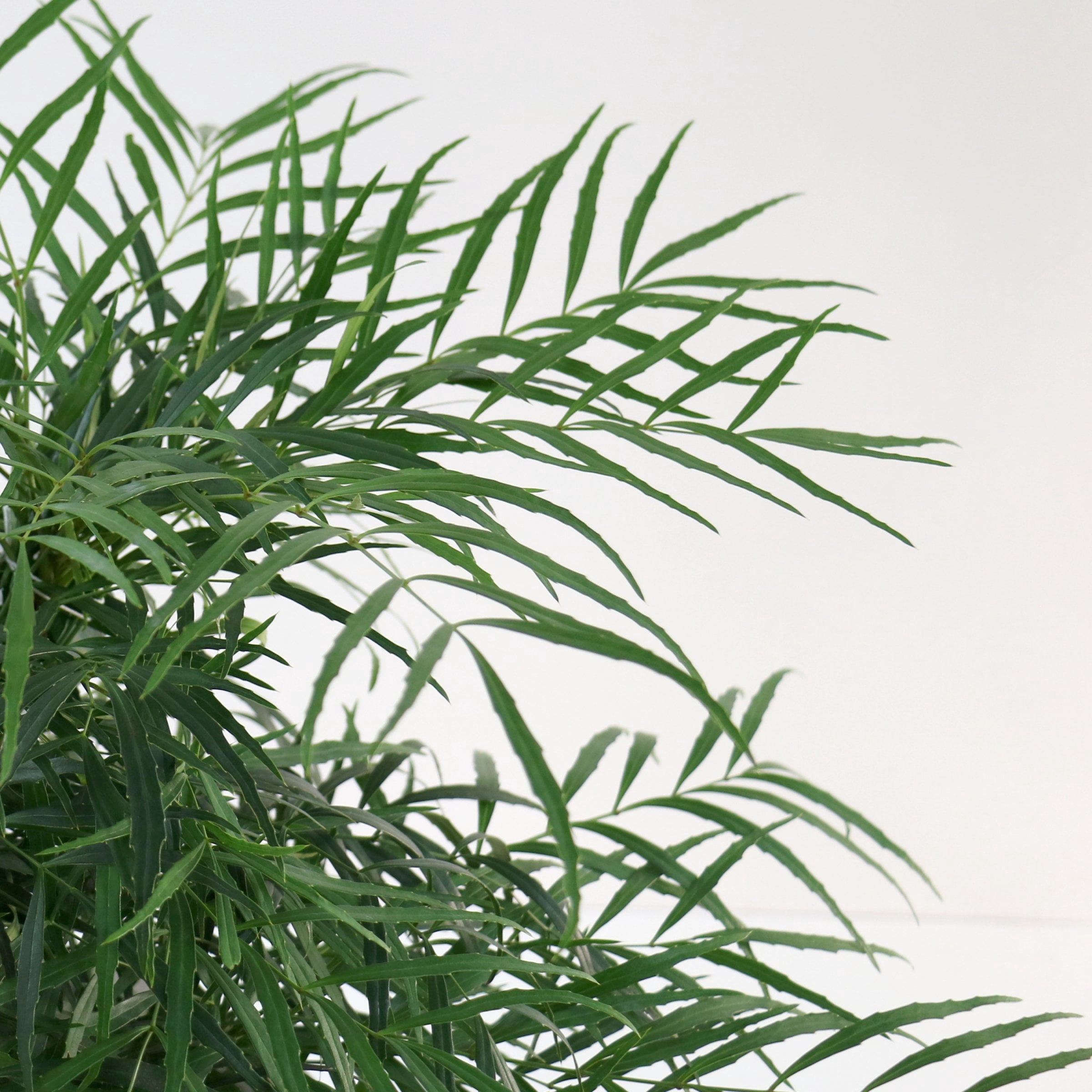 3 gal. Mahonia Soft Caress