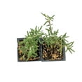 thumbnail image 7 of 2 Ken Taylor Rosemary in 3.5" Nursery Cubes | Rosmarinus officinalis ‘Ken Taylor’ | Fragrant Evergreen Herb for Cooking, Gardens & Containers | Ready-to-Plant Live Plants, 7 of 7