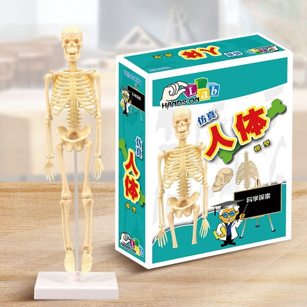 Modelo educativo de esqueleto humano de 35 cm para hacer uno mismo, modelo de esqueleto anatómico humano, suministros de ciencia médica