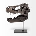 thumbnail image 3 of Brown Resin Tyrannosaurus Rex Skull DÃ©cor Piece, 3 of 6
