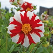 Fire & Ice Dahlias Dormant Bare Root Plants (5-Pack)