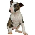 thumbnail image 2 of CafePress - Bull Terrier Throw Blanket - Soft Fleece Throw Blanket, 50"x60" for All Ages, 2 of 2