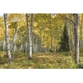 thumbnail image 2 of Head, Danny 14x11 White Modern Wood Framed Museum Art Print Titled - Aspen Grove I, 2 of 4