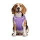 thumbnail image 3 of Pechera Arnés Con Correa Para Perro Talla XS Belug Morado, 3 of 5