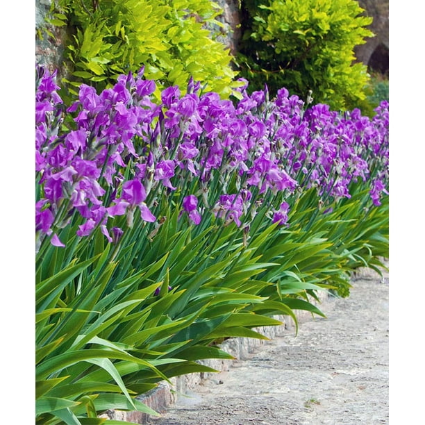 Mixed Dutch Iris Flower Bulbs Pack of 45