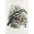thumbnail image 2 of Daniel Giraud Elliot 13x18 Black Ornate Wood Framed Double Matted Museum Art Print Titled - Tockus Erythrorhynchus (1882), 2 of 5