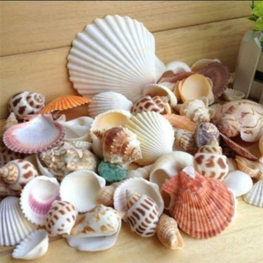 Mixed Sea Shells Assorted Natural Conch Aquarium Ornament DIY Landscape Decor 
