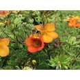thumbnail image 4 of Bloomin Easy 2 gal Potentilla Bella Sol Live Shrubs, 4 of 8