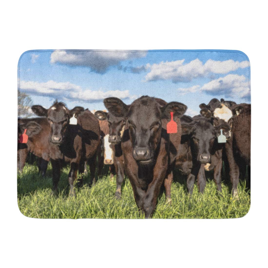 GODPOK Agricultural Cattle Black Commercial Angus Crossbred Heifers in ...