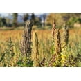 thumbnail image 6 of Organic Black Quinoa, 15 Pounds — Non-GMO, Kosher, Raw, Vegan, Sproutable — by Food to Live, 6 of 6