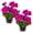 Purple, variant on Live Flowering Zonal Geraniums - Red (3 Plants Per Pack) - Beautiful Spring Flowers - 12" Tall by 5" Wide in 1 Qt Pot