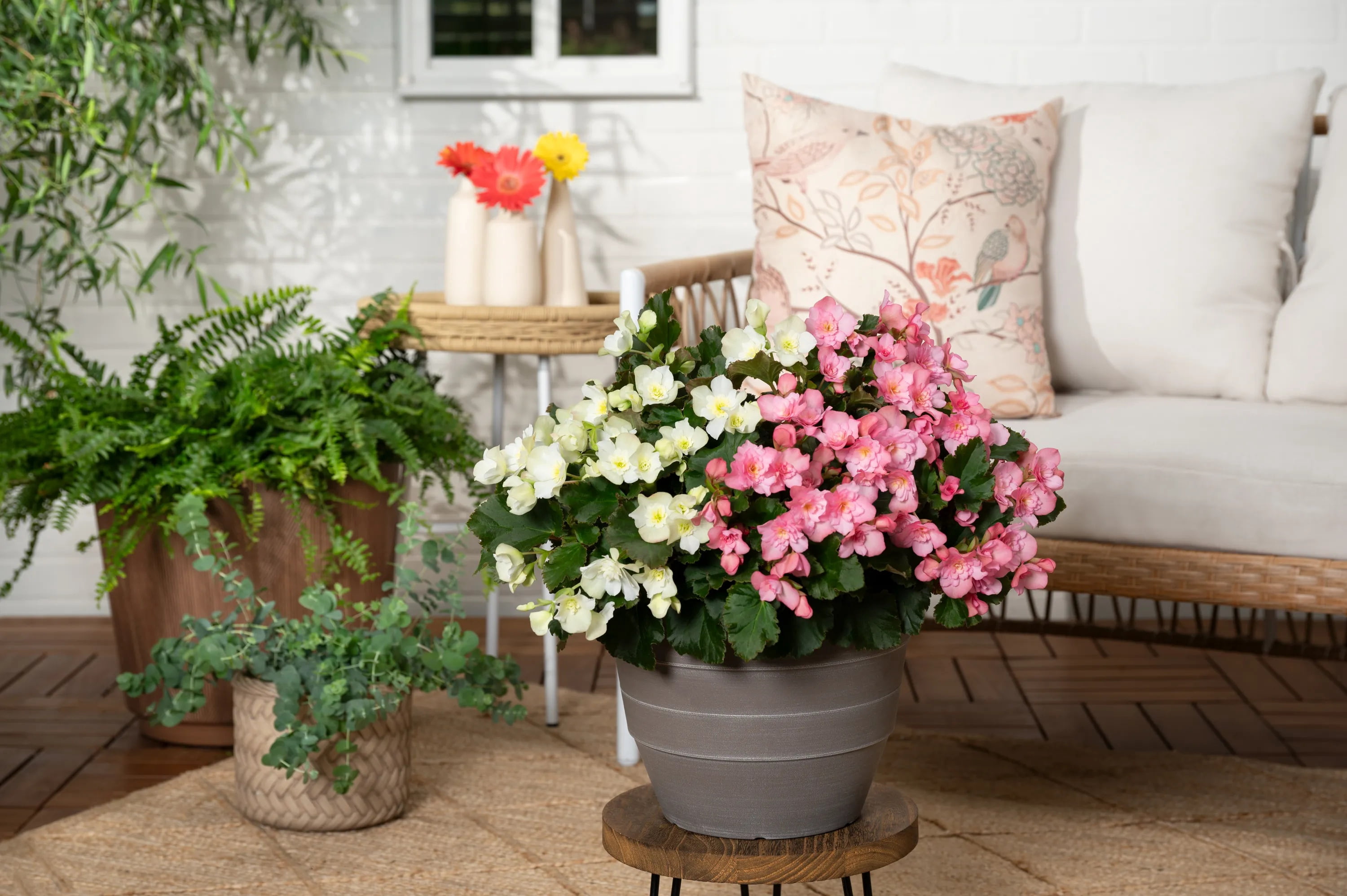 Better Homes & Gardens 2.5gal Multicolor Begonia Live Annual Plant Decorative Pot Sun