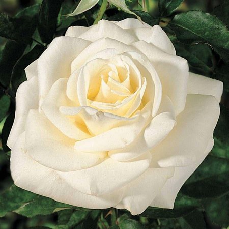 John F. Kennedy Hybrid Tea Rose-Fragrant White Blooms for Gardens 3 Gallon
