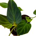thumbnail image 5 of Philodendron Verrucosum 2 inch Set of 3 Deep Green Philo Tiny Mini Pixie Plants, 5 of 5