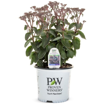 Proven Winners 6" Red Rock 'N Grow 'Back in Black' Stonecrop Live Plant in 6.5" Pot