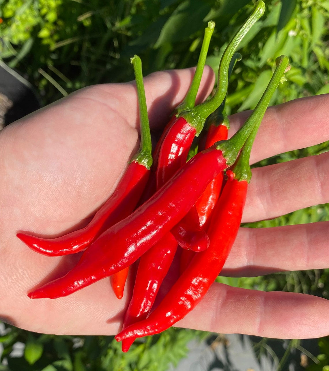 Calabrian Pepper Italian Piccante Calabrese Spicy Pepper of Calabria