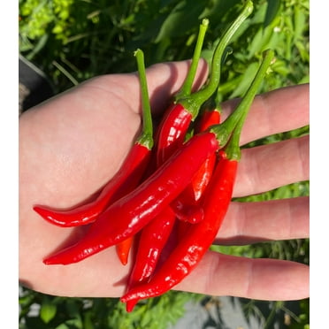 Calabrian Pepper Italian Piccante Calabrese Spicy Pepper of Calabria Premium Seeds Packet