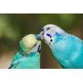 thumbnail image 2 of Jones, Adam 18x13 White Modern Wood Framed Museum Art Print Titled - Common parakeets or shell parakeet kissing, 2 of 4