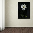 thumbnail image 3 of Trademark Fine Art "White Cosmos on Black" Canvas Art by Kurt Shaffer, 3 of 3