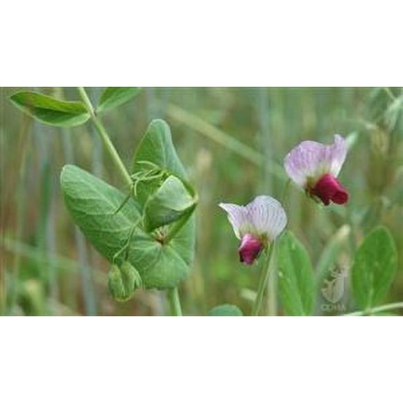 SeedRanch Austrian Winter Pea Seed - 1 Lb.