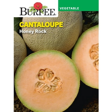 Burpee Honey Rock Cantaloupe Seed,  Annual Fruit Seed, Full Sun